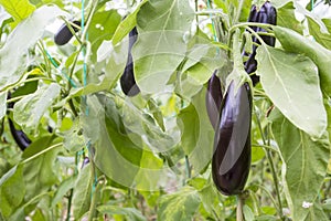 Eggplant field greenhouse