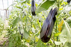 Eggplant field greenhouse