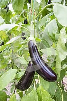 Eggplant field greenhouse