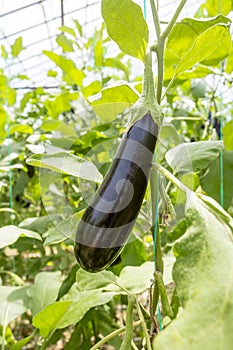 Eggplant field greenhouse