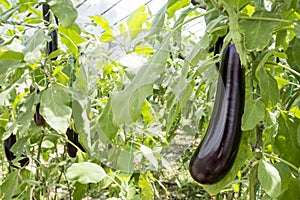 Eggplant field greenhouse
