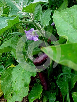 Eggplant flower and fruit in the garden