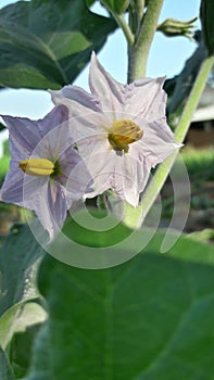 Eggplant flower photo india gujrat photo