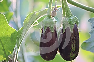 Eggplant flower, Small eggplant, Brinal, Brinjaul, Plant flower - Image