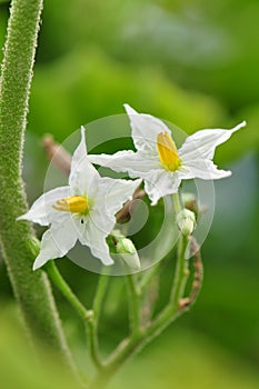 Eggplant flower stands for respect in the wai khru ceremony in T