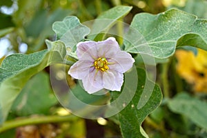 Eggplant flowers 6165 c