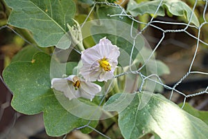 Eggplant flowers 6168