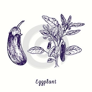 Eggplant with flowers and leaves, whole vegetable. Ink black and white doodle drawing