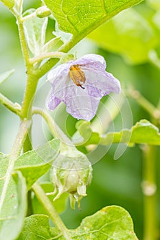 Eggplant flowers - Solanum virginianum L.