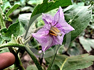 Eggplant flowers - Stock Photo dreamstime companion