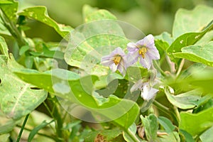 Eggplant flowers in the vegetable garden