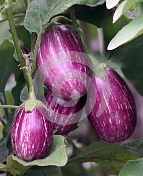 Eggplant fruit