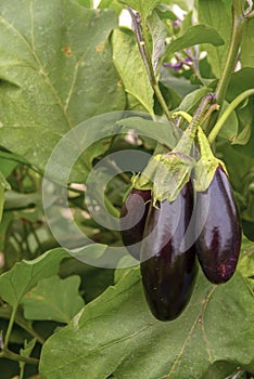 Eggplant Fruit