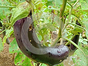 Eggplant fruit with all its benefits and uniqueness