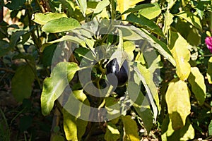 Eggplant fruit, in Latin called Solanum melongena, captured in a natural condition growing in open air.