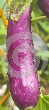 Eggplant fruit vegetable