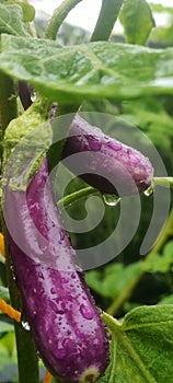 Eggplant fruit vegetable