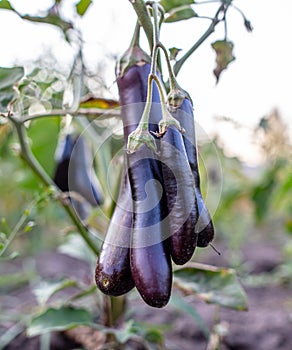 Eggplant fruits on a plant.