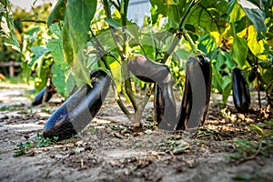 Eggplant in the garden. Fresh organic eggplant aubergine. Purple aubergine growing in the soil