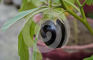 Eggplant in the garden. Fresh organic purple eggplant growing in the soil.