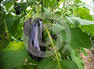 Eggplant in a greenhouse