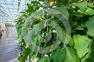 Eggplant in a greenhouse. Production line view.