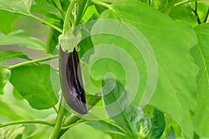 Eggplant grow greenhouse. Eggplant Growing Branch Leaf Green. Young growing eggplant