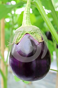 Eggplant growing in field plant ready for harvest.