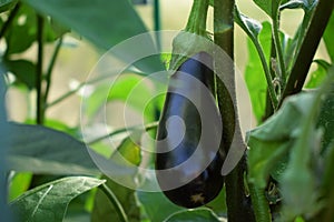 Eggplant is growing in a greenhouse