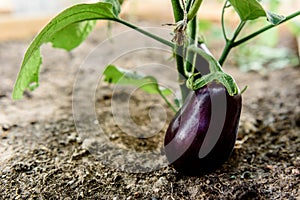Eggplant growing in greenhouse in summer