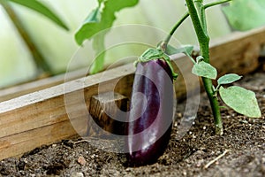 Eggplant growing in greenhouse in summer