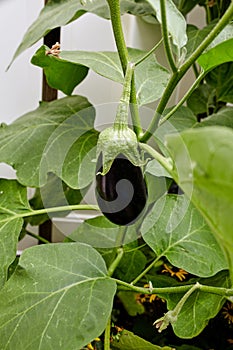 Fresh vegetables from Summer garden photo