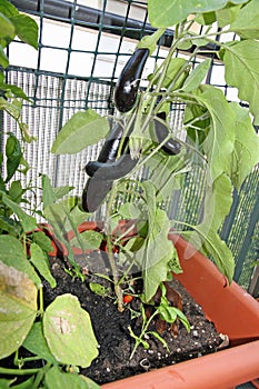 Eggplant grown in a pot on the terrace of a House photo