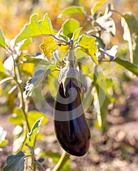 Eggplant grows on a plant. Harvest in the garden