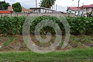 Eggplant or Melongene Agricultural Field