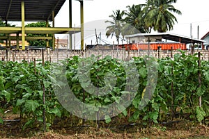 Eggplant or Melongene Agricultural Field