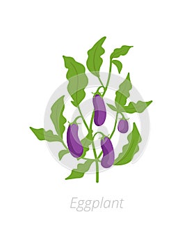 Eggplant plant. Aubergine, brinjal. Vector illustration. Solanum melongena