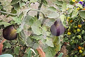 Eggplant plant in garden