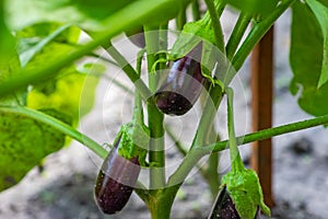 Eggplant plant growing in Community garden. Aubergine eggplant plants in plantation