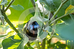 Eggplant plant growing in garden ready to harvest.