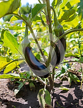 Eggplant on a plant in nature