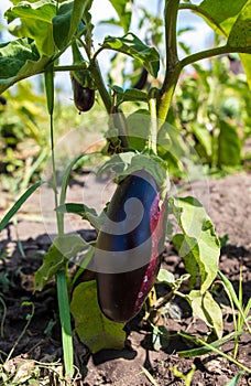 Eggplant on a plant in nature