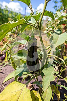 Eggplant on a plant in nature