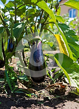 Eggplant on a plant in nature