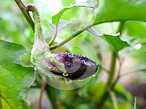 Eggplant on a plant in summer