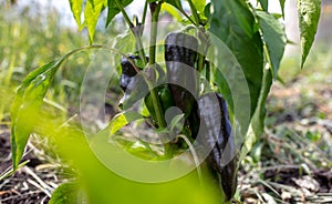 Eggplant on a plant in summer