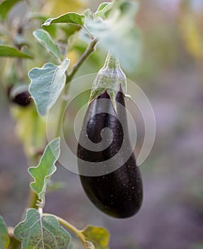 Eggplant on a plant in a vegetable garden. Nature