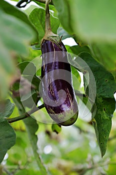 Eggplant plantation at Duc Trong, Viet Nam