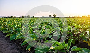 Eggplant plantation field. Agroindustry. Farming landscape. Growing vegetables. Agronomy. Agriculture and agribusiness