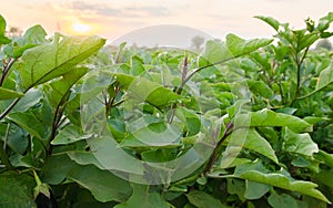 Eggplant plantation field. Agroindustry. Farming landscape. Growing vegetables. Agronomy. Agriculture and agribusiness.